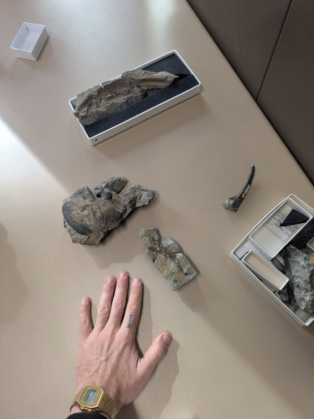 a selection of fossils on a table next to a human hand for size comparison, the fossils are large